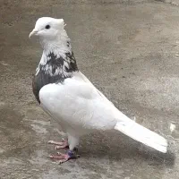 کبوتر طوقی ماده
