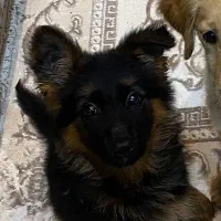 ژرمن شپرد شولاین اصل|سگ|اردبیل, |دیوار