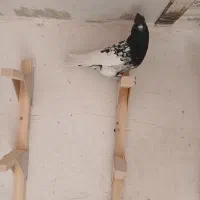 کله سیاه جوون|پرنده|شیراز, شهرک فرزانگان|دیوار