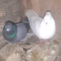 یا جفت کبوتر معاوضه با ماده سرور