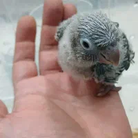 جوجه گرینچیک سرلاکی پایین اپل بیست وپنج روزه