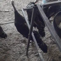 ماده بوقلمون|حیوانات مزرعه|یزد, |دیوار