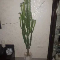 اکواریم|گل و گیاه طبیعی|گلبهار, شهر جدید گلبهار|دیوار