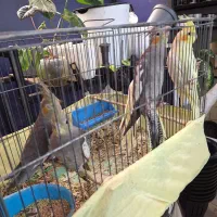 عروس هلندی جوجه تازه دون خور