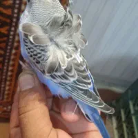 مرغ عشق پروانه ای