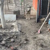 سگ ماده عراقی