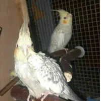 عروس هلندی|پرنده|اصفهان, احمدآباد|دیوار