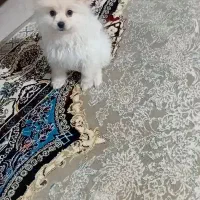 سگ پامر