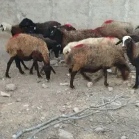 گوسفند جوان افشاری آبستن