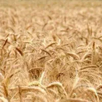 6 هکتار زمین اجاره