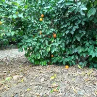 فروش باغ میوه  برق دار  نزدیک جاده اسفالت بن جعفر|فروش دفتر صنعتی، کشاورزی، تجاری|دزفول, |دیوار