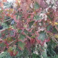 باغ انگوری|فروش دفتر صنعتی، کشاورزی، تجاری|شاهرود, |دیوار