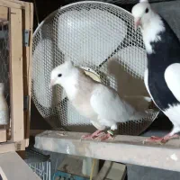 طوقی ساده|پرنده|گلپایگان, |دیوار