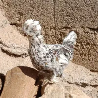 مرغ سلطان|حیوانات مزرعه|زاگرس, |دیوار