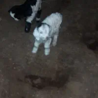 بزغاله|حیوانات مزرعه|تبریز, |دیوار