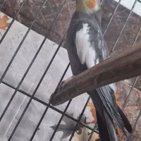 عروس هلندی|پرنده|بهبهان, |دیوار