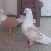 کبوتر کربلایی و دم سفید....