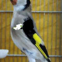 سهره زاده قفس ۶دانگ