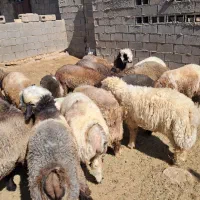 فروش ۳۰ راس بره نر|حیوانات مزرعه|شیراز, تاچارا|دیوار