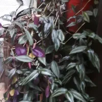 گل و گلدان|گل و گیاه طبیعی|شهرکرد, |دیوار