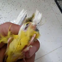 سهره  قناری ماده جفتی سهره پنج تخم جوجه ابلغ بده|پرنده|تهران, شهرک آسمان|دیوار
