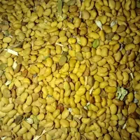 بذرینجه بغدادی و ینجه