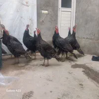 بوقلمون محلی فروش فوری فوری