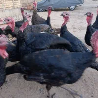 بقلمونن|حیوانات مزرعه|گرگان, |دیوار