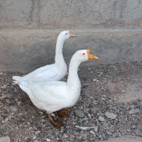 قوغاز|حیوانات مزرعه|ساوه, |دیوار