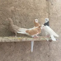 جوجه کفتر|پرنده|شیراز, ارم|دیوار