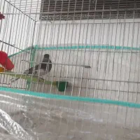 قناری کشیده بلند عالی و درجه یک