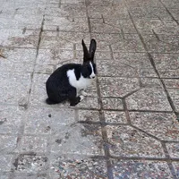 خرگوش