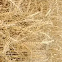 گندم دیم بذری بوجاری شده آماده کشت رقم پراو|عمده‌فروشی|جوانرود, |دیوار