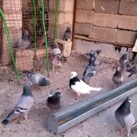 کبوتر پلاکی، مسافتی، اتم