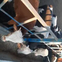 گوساله سیمینتال