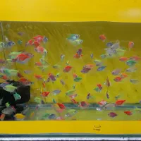 یکی بخر دوتاببر|ماهی|تربت جام, شهید مدرس|دیوار