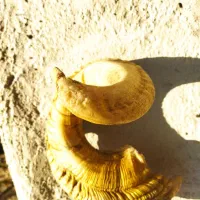 شاخ قوچ اوریال وحشی