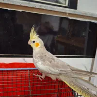 عروس هلندی ماده