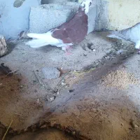 کبوتر نر پرشی