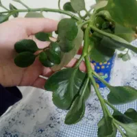 قلمه ی گل از 15 تومن|گل و گیاه طبیعی|سبزوار, ولیعصر (نجار آباد)|دیوار