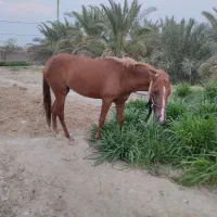 اسب درشوری