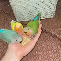 جوجه طوطی کوتوله برزیلی دستی رام