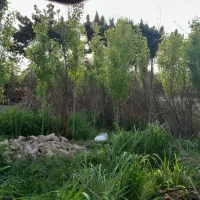 زمین باغچه ای|فروش زمین و ملک کلنگی|باقرشهر, |دیوار