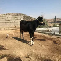 گوساله
