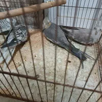 تعدادی عروس هلندی|پرنده|میبد, |دیوار