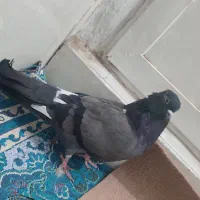 کفتر پرشی|پرنده|قم, سید معصوم|دیوار