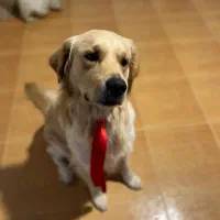 گلدن رتریور اصیل وارداتی با تخفیف