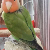 طوطی برزیای اوپال