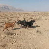 ۴ راس بز جوان چاق|حیوانات مزرعه|سرچهان, |دیوار