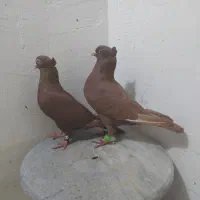 جفت سرخ کاکلی|پرنده|دزفول, |دیوار